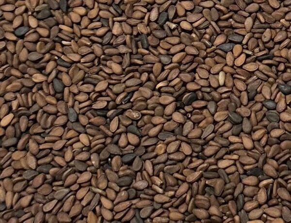 Brown Sesame Seed - Image 2