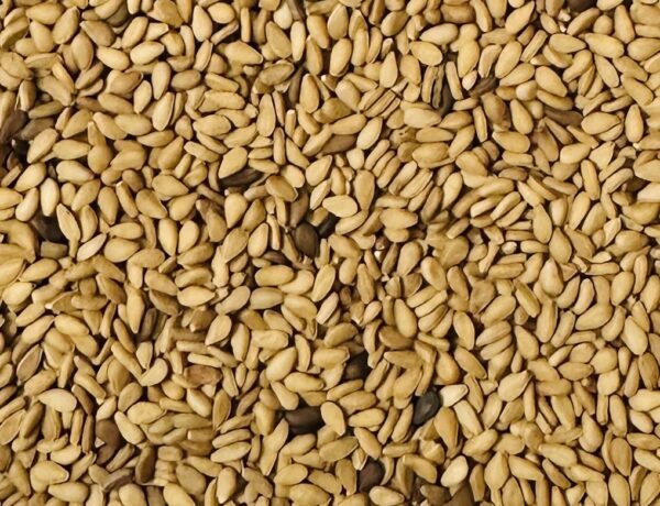 Yellow White Sesame Seed